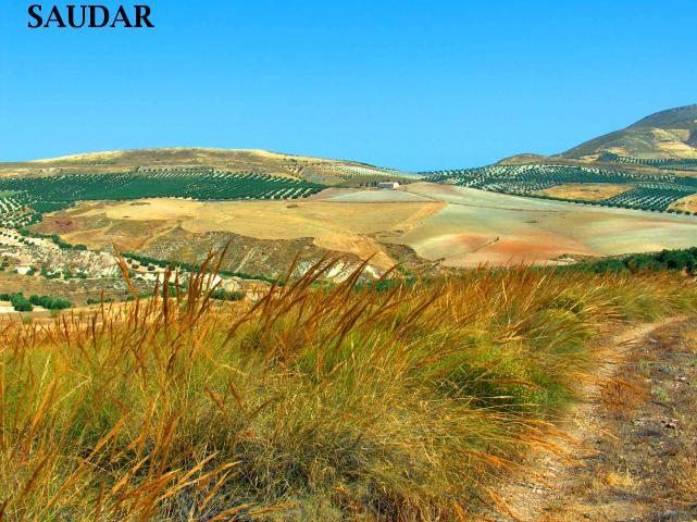 PARAJE DE "LAS QUEBRADAS" - PARAJE DE "LAS QUEBRADAS". 