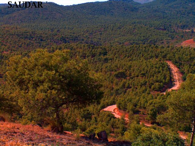 PARAJE DE LOS PINARES - PARAJE DE LOS PINARES. 